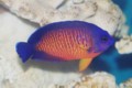 Coral Beauty Fish