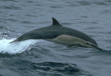 Dolphin