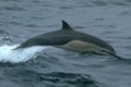 Common Dolphin
