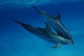 Blue Dolphin