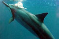 Spinner Dolphin