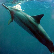 Spinner Dolphin