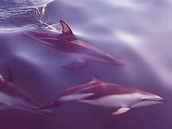 Dusky Dolphin