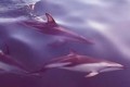 Dusky Dolphin