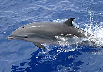 Fraser's Dolphin