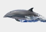 Dolphin