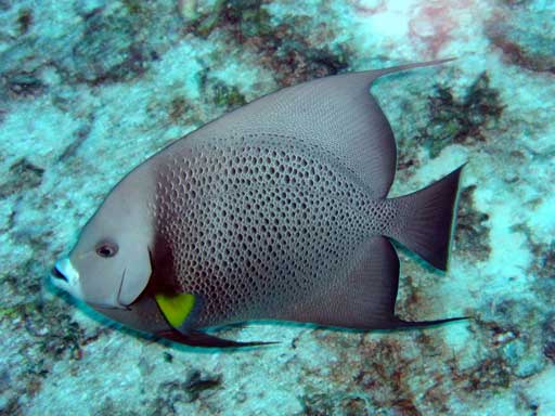 Grey Angel Fish