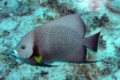 Grey Angel Fish