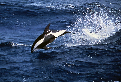 Hourglass Dolphin