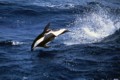 Hourglass Dolphin