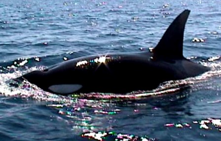 Whale