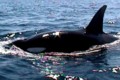 Orca
