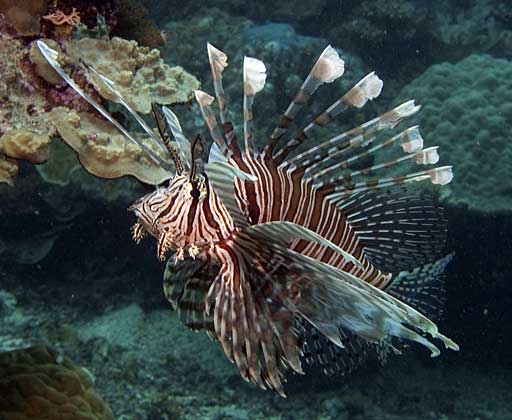 Lionfish