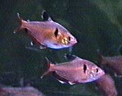 Neon Serpae Tetra