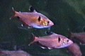 Neon Serpae Tetra