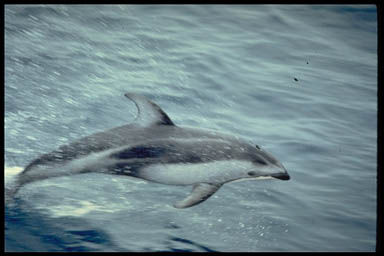 Pacific White Sided Dolphin
