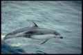 Pacific White Sided Dolphin
