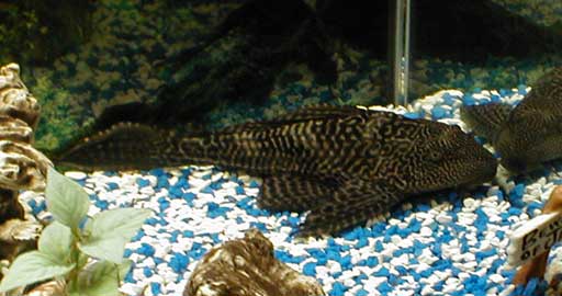 Pleco