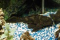 Pleco