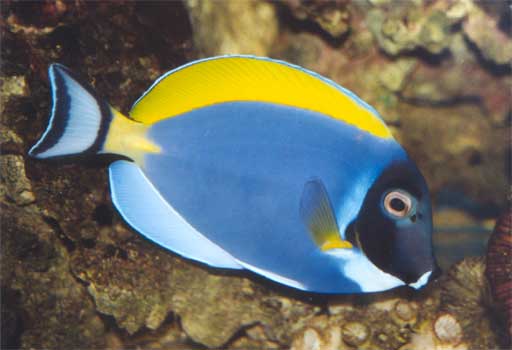 Blue Powder Tang
