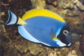 Power Blue Tang Fish