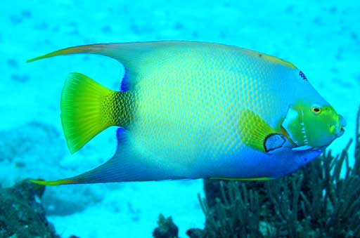Queen Angel Fish