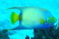Queen Angel Fish