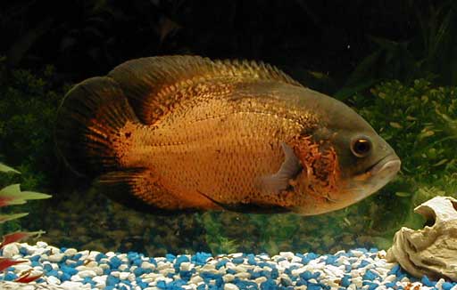 Red Oscar