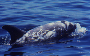 Risso Dolphin