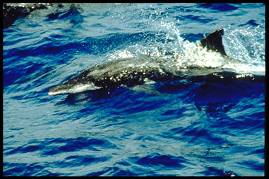 Rough Toothed Dolphin