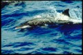 Rough Toothed Dolphin