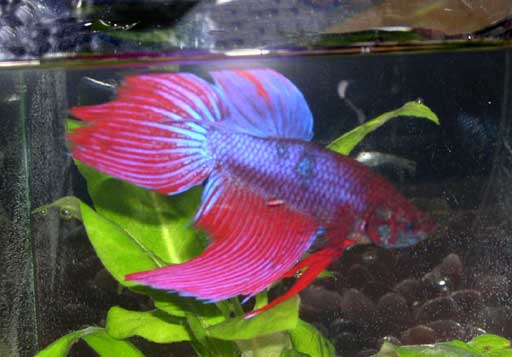Siamese Fighting Fish