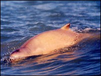 Snubfin Dolphin