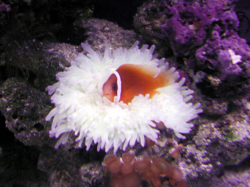 Tomato Clownfish