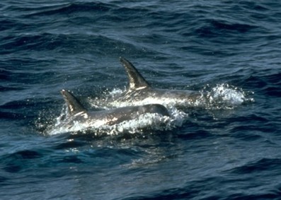 Whale