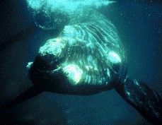 Whale
