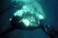 Whale