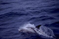 White Beaked Dolphin
