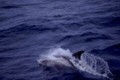 White Beaked Dolphin