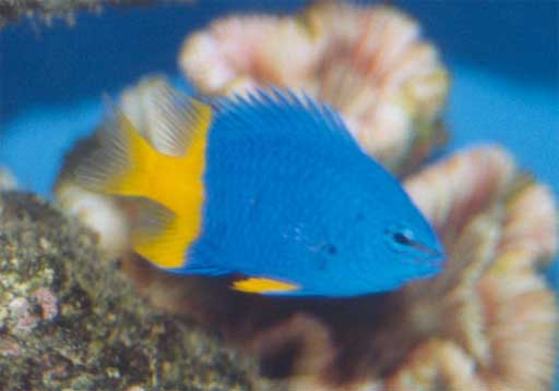 Yellow Tailed Damsel Fish