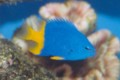 Yellow Tailed Damsel Fish