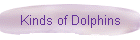 Kinds of Dolphins
