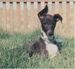 Gracie laying in the grass