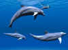dolphins10.jpg (48368 bytes)