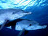 dolphins12-12.jpg (78432 bytes)