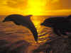 dolphins13.jpg (90440 bytes)
