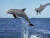 dolphins14.jpg (100048 bytes)
