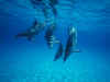 dolphins15.jpg (58780 bytes)
