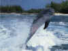 dolphins16.jpg (124468 bytes)