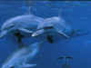 dolphins17.jpg (69268 bytes)